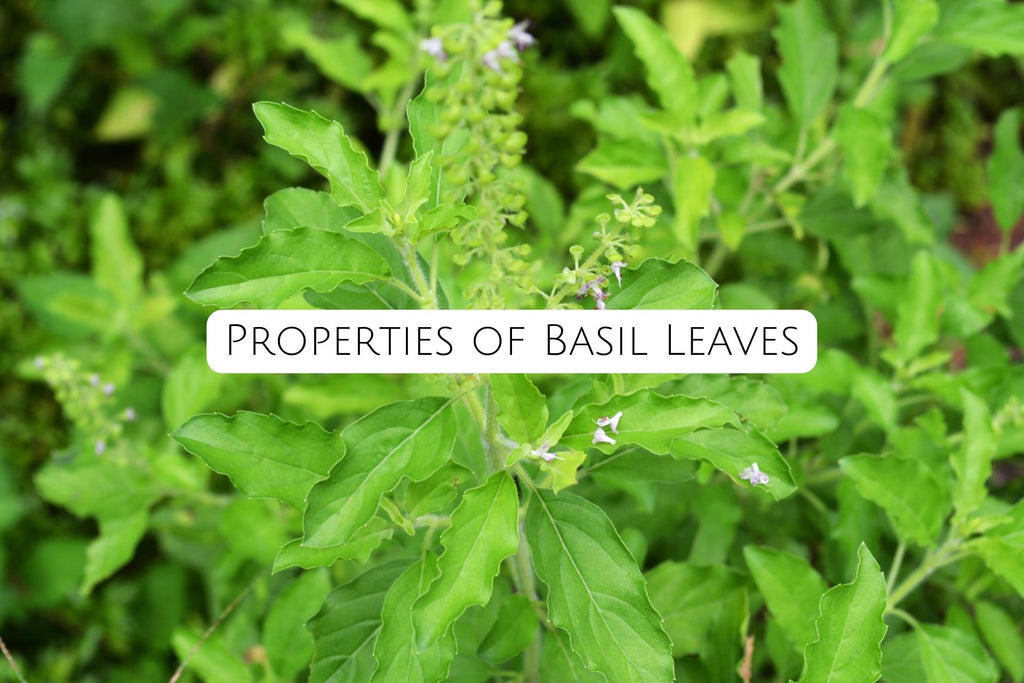 The Basil Leaves Side Effects Uses Benefits Aahari