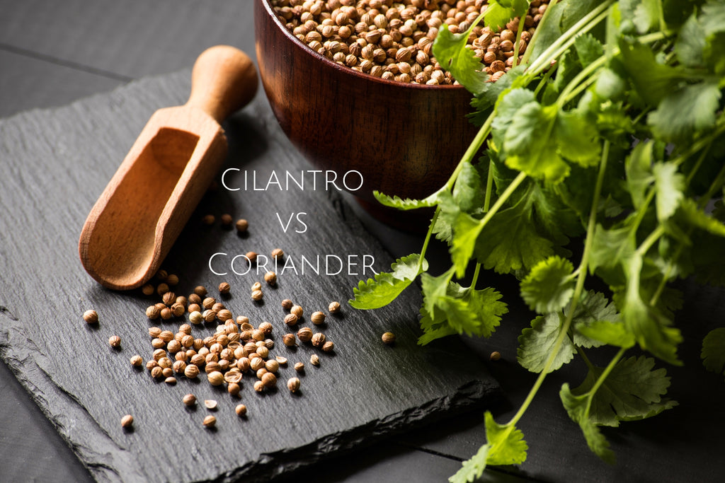 Cilantro vs Coriander