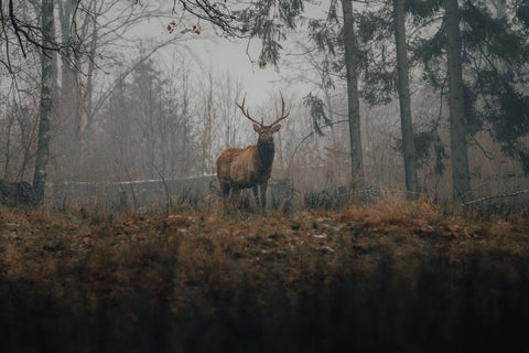 Un cerf mâle debout dans une forêt brumeuse