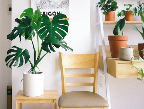 A wooden chair next to several houseplants in a bright room