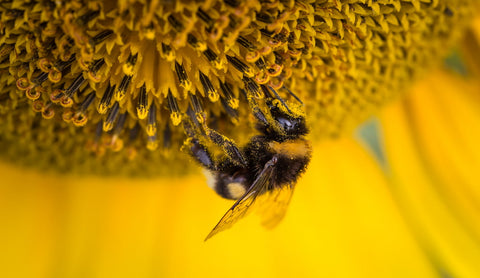 Une abeille pollinise une fleur
