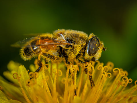 Une abeille couverte de pollen