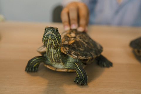 Une personne caressant une tortue