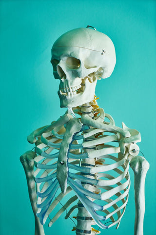 A view of a skeleton from skull to ribcage