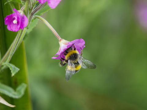 A bumblebee pollinating a pink flower