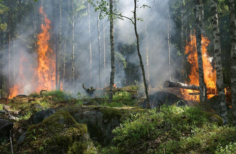 Un feu de forêt brûle dans une forêt