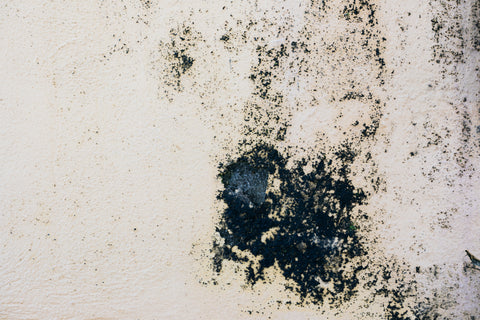 Mould growing on a wall