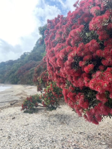 Pohutukawa Tree