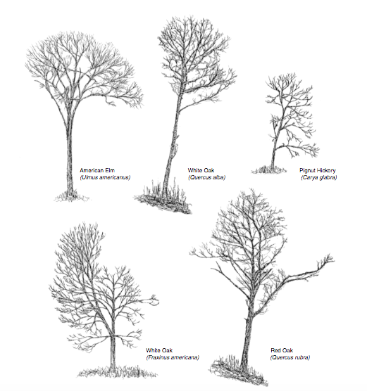 A variety of tree forms. Sketches by Craig Holdrege