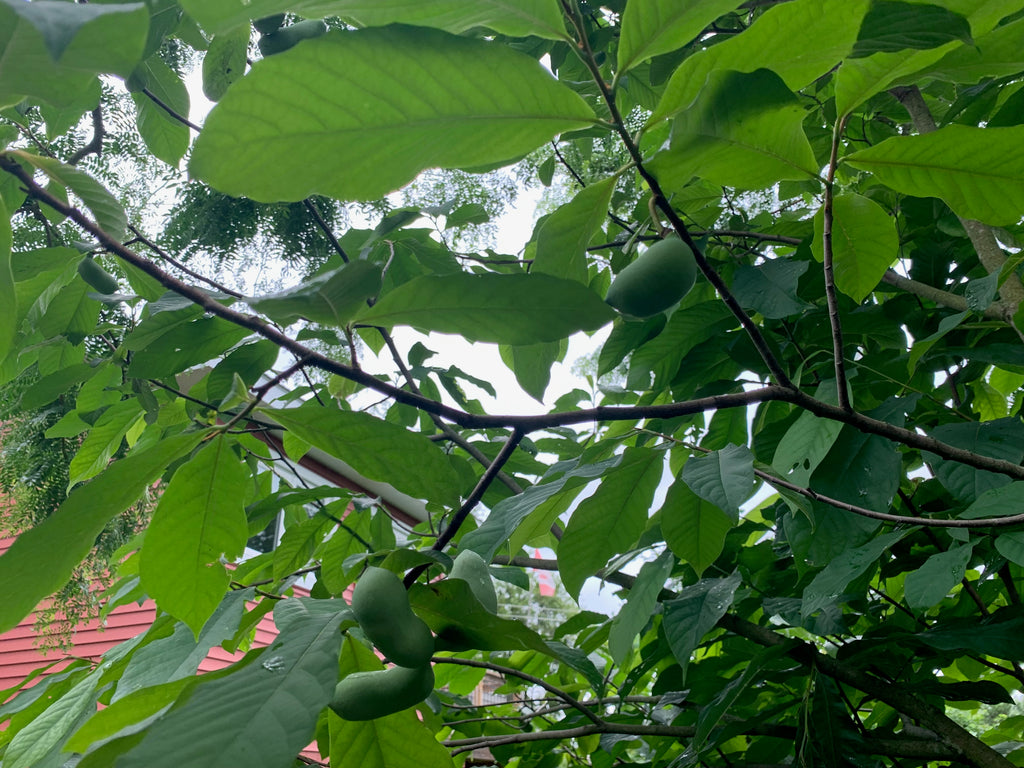pawpaw ripening on a pawpaw trees