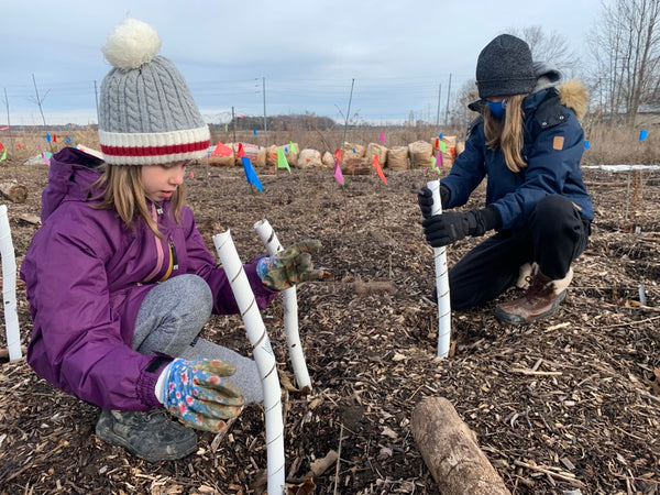 Protecting the trees with plastic spiral wraps