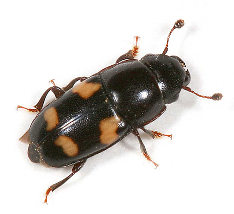 A photo of a sap beetle (nitidulid)