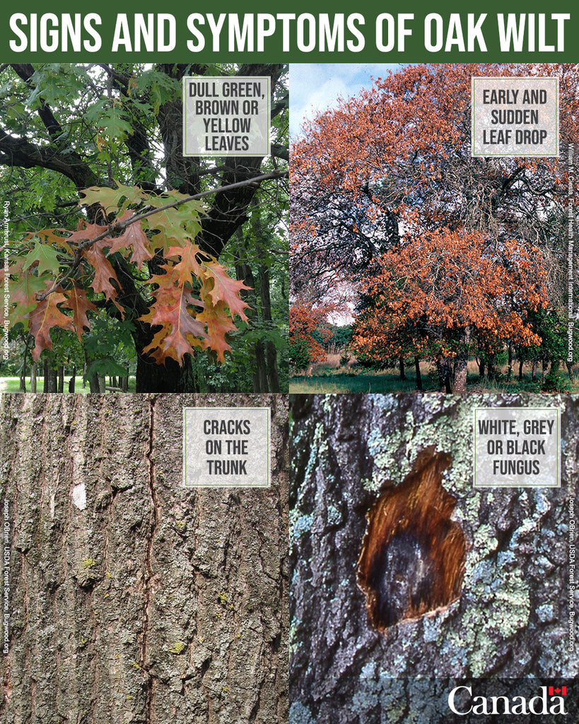 A photo collage describing the symptoms of oak wilt: dull green, brown, or yellow leaves; early leaf drop; vertical cracks on the trunk; white, grey, or black fungus