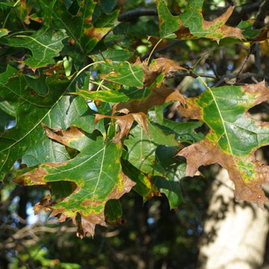 Oak leaves browning from the outside edge inward