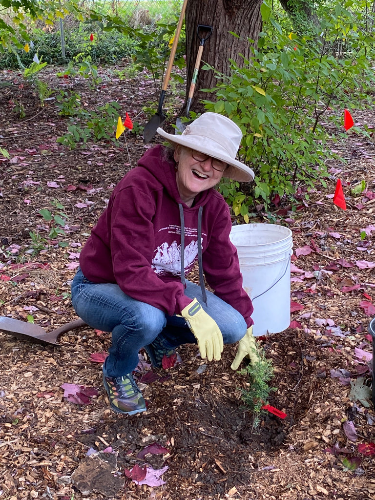 planting the little forest