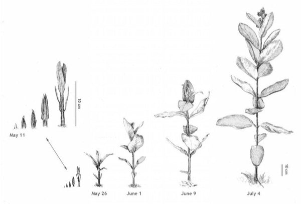 Shoot development in common milkweed (Asclepias syriaca). Shoots from one colony, drawn to scale