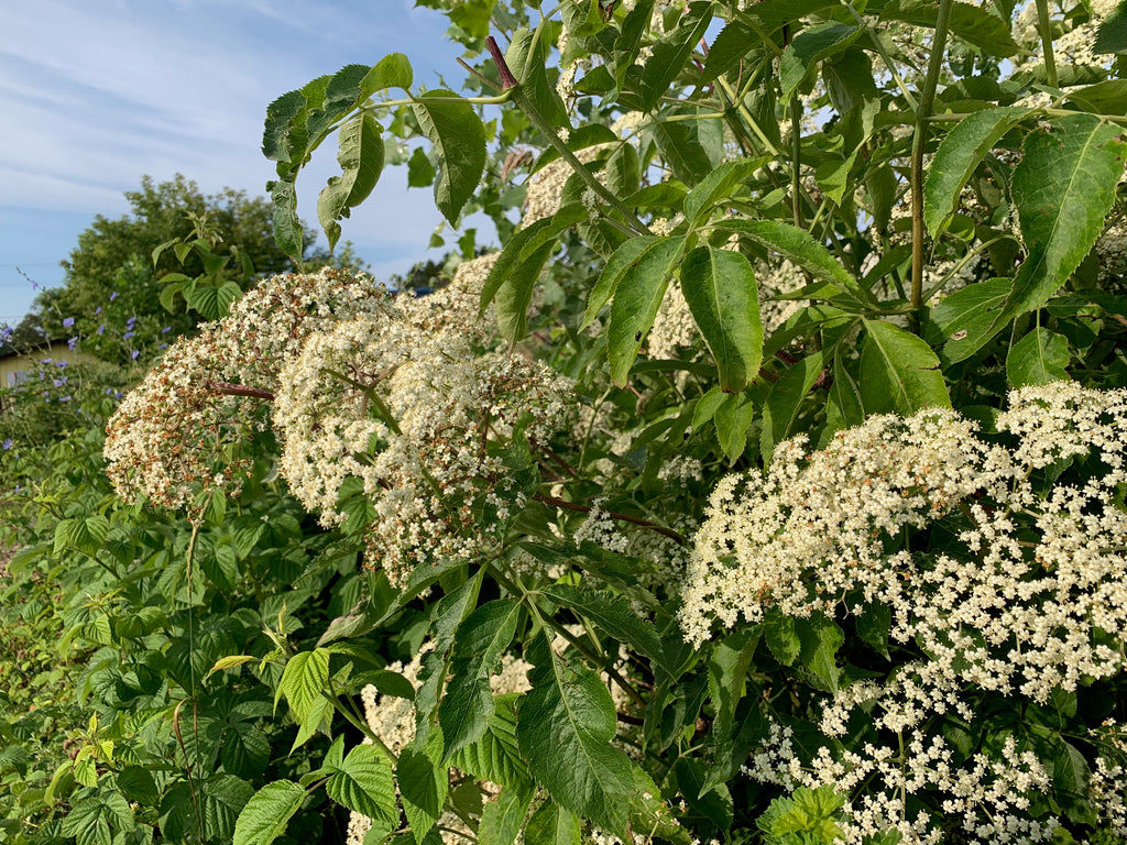 elderberry in a climate hero pocket forest
