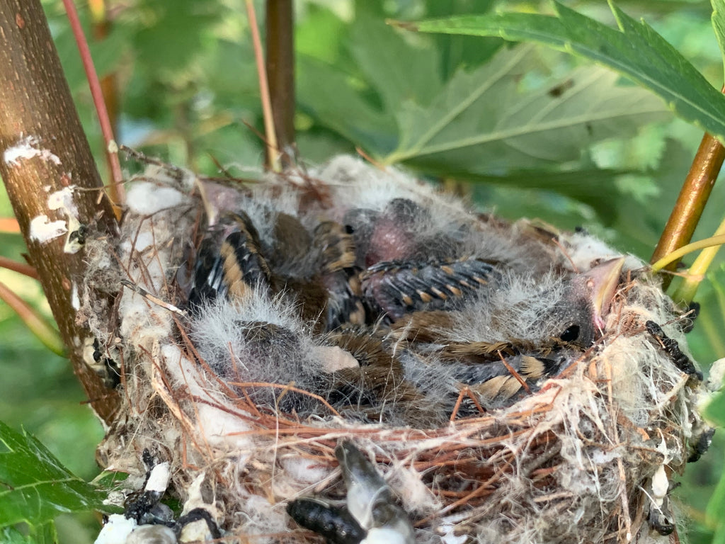 robin's nest in a pocket forest