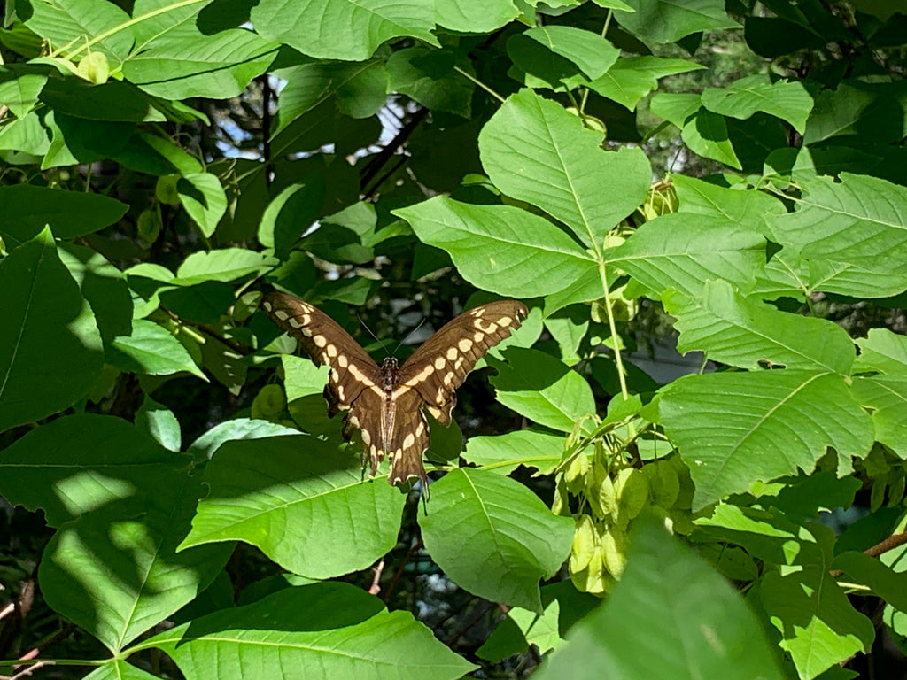 Giant Swallowtail butterfly on Hoptree