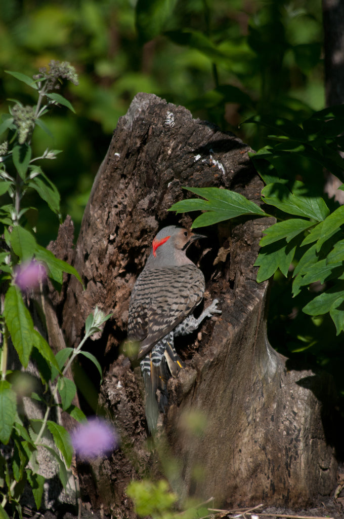 woodpecker foraging in stump in a pocket forest