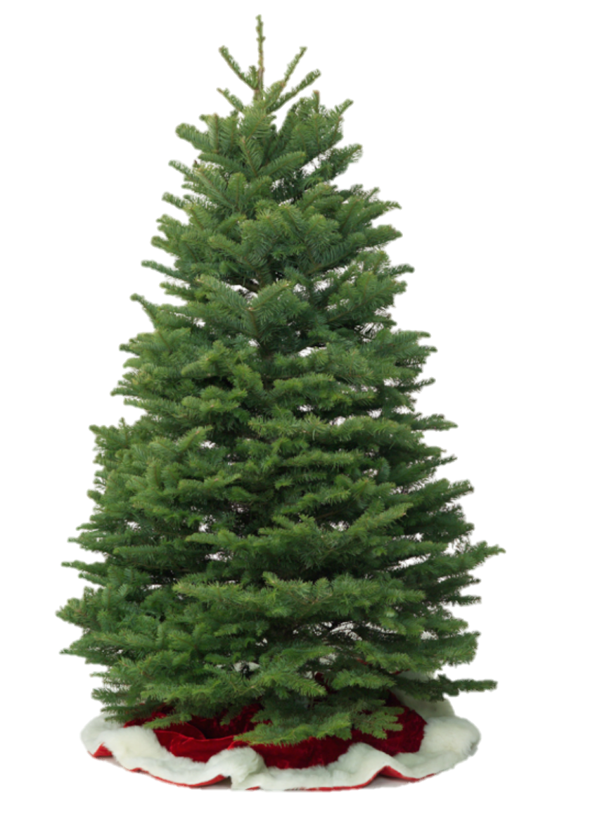 Fraser Fir Christmas Trees - Wholesale Fraser Firs