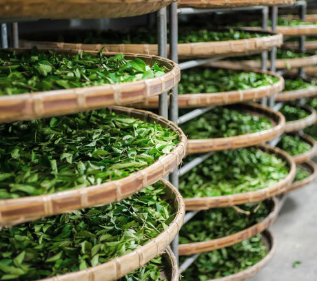 raw leaves used for tea