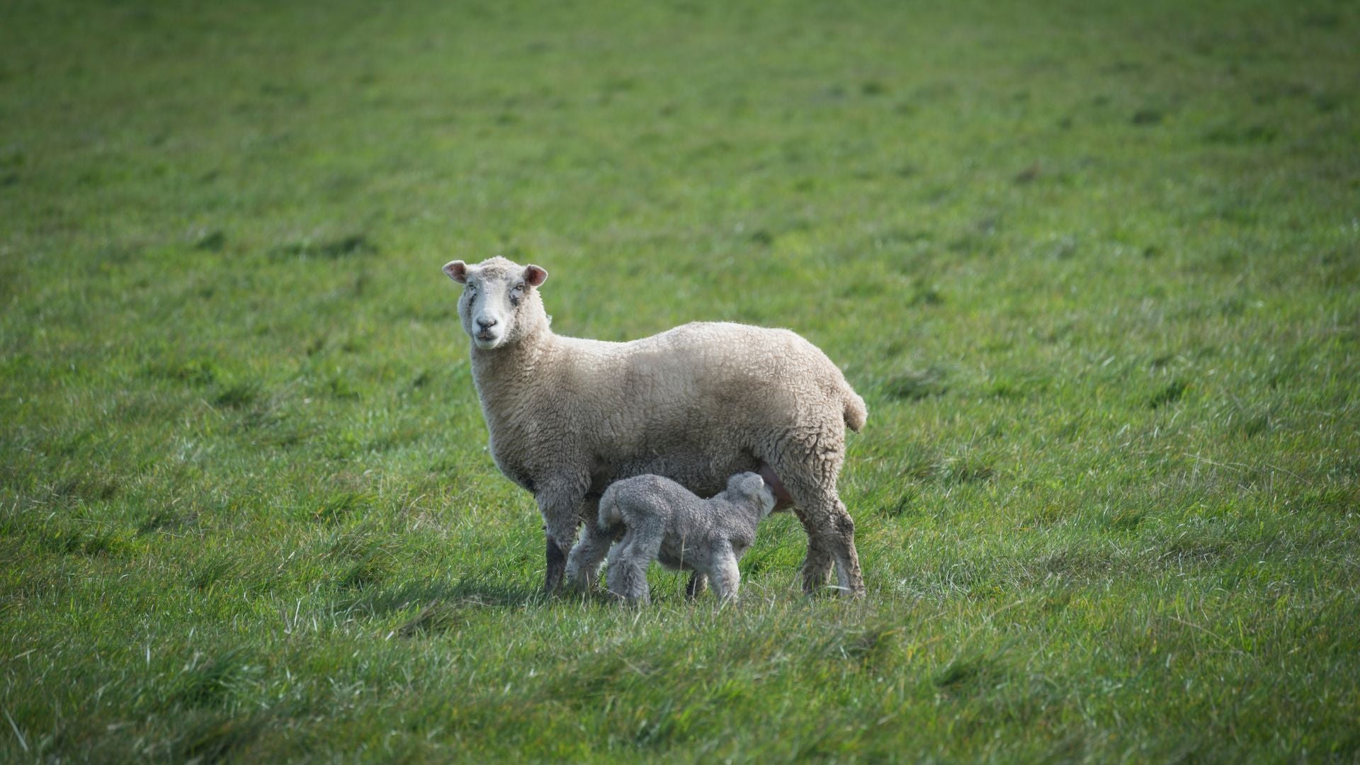how-often-shear-sheep