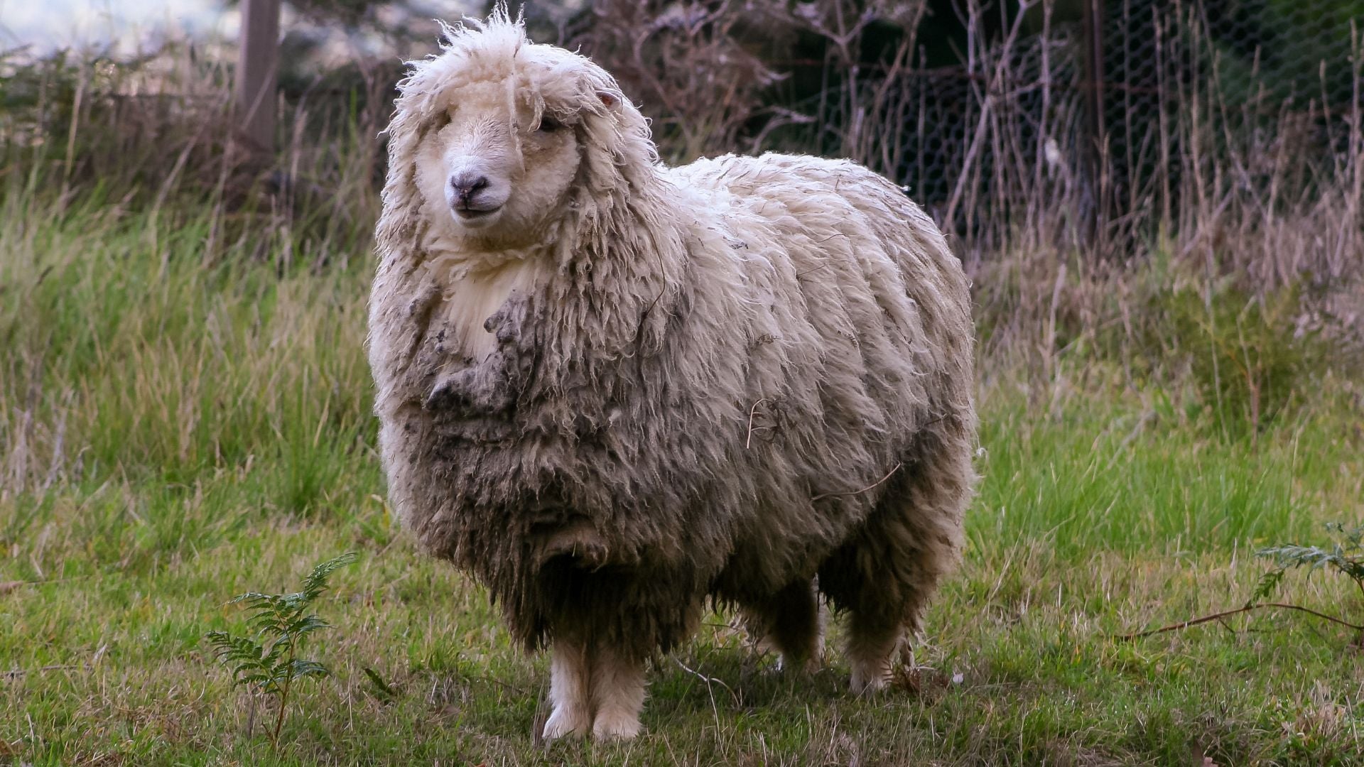 shearing-sheep