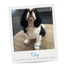 Tilly Crusty Nose Itchy Toes Nose & Paw Butter