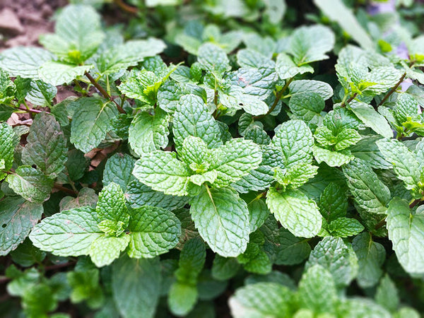 mint plant