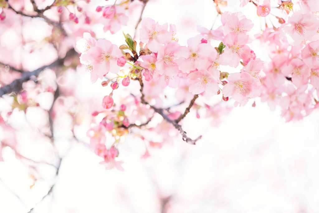 cherry blossom meaning 
