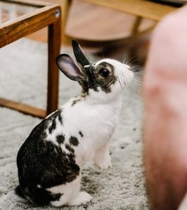 Rabbit Japan