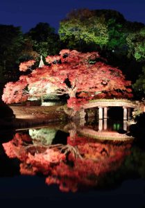 Romantic Rikugien at Night