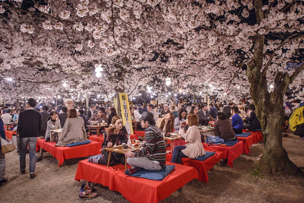 japanese cherry blossom meaning 