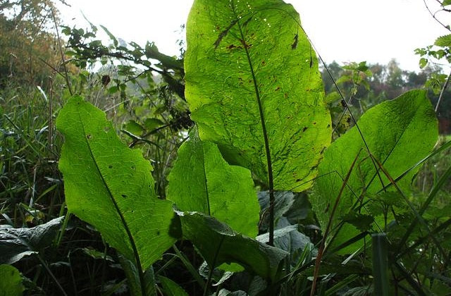 image of Dock leaf