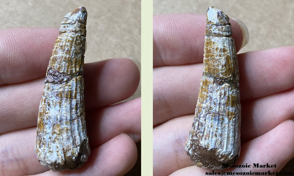 Fossilized dinosaur tooth from a rare Siamosaurus theropod with repair.