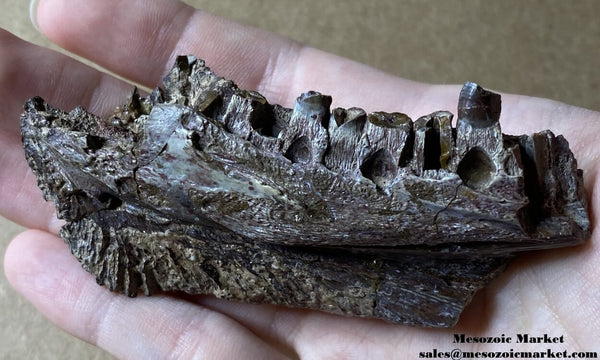 Fossilized early stem-mammal jaw from a Dimetrodon with some repair and broken teeth still inside.