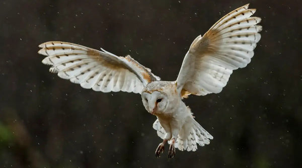 Flying Owl Photo