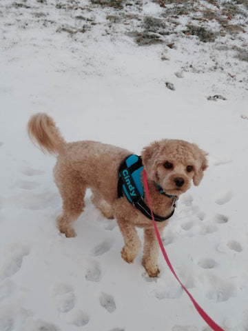 Cavapoo Cinderella