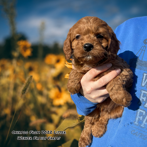 Why buy a miniature poodle puppy