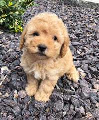 weaver family farms maltipoo puppy