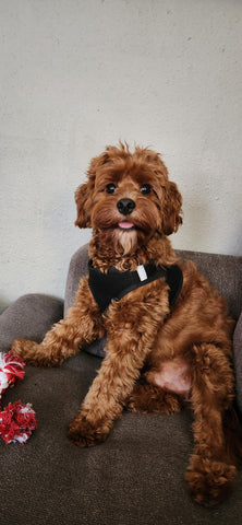 Milo the cavapoo from Weaver Family Farms Puppies