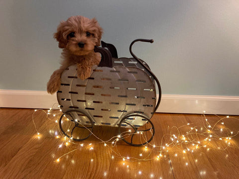 Cavapoo Cinderella 