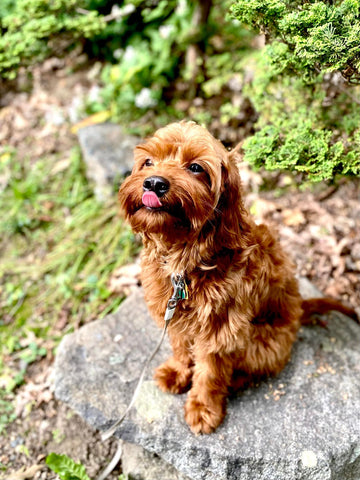 griffin cavapoo red dog