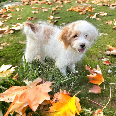 cavapoo girl puppy missouri