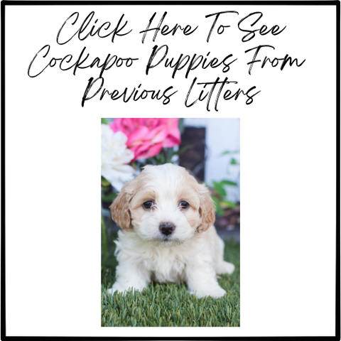 cockapoo puppies from past litters