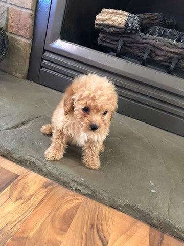 8 weeks maltipoo