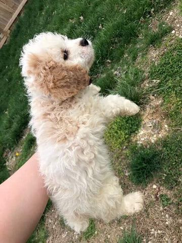 Picture at 8 weeks of age! Picking her up for a quick picture as she was playing outside!