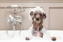 Dog getting bath