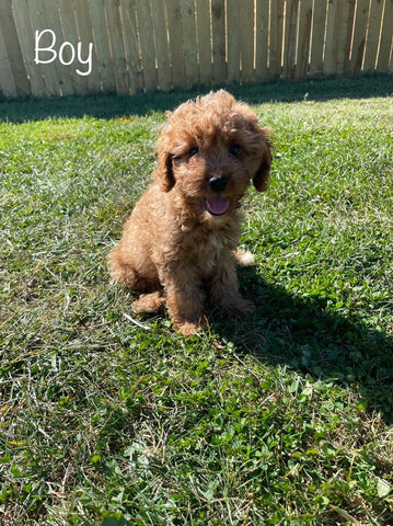 Why buy a Cavapoo puppy